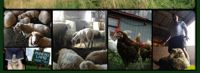 glenhart, farm, ferme, moutons, sheep, lambs, lamb, agneau, agneaux, happy, meat, maple, syrup, viande, bromont