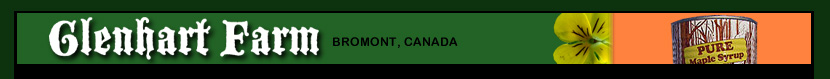 glenhart, farm, ferme, moutons, sheep, lambs, lamb, agneau, agneaux, happy, meat, maple, syrup, viande, bromont